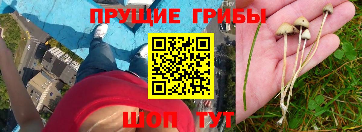 Псилоцибиновые грибы Psilocybe Хасавюрт